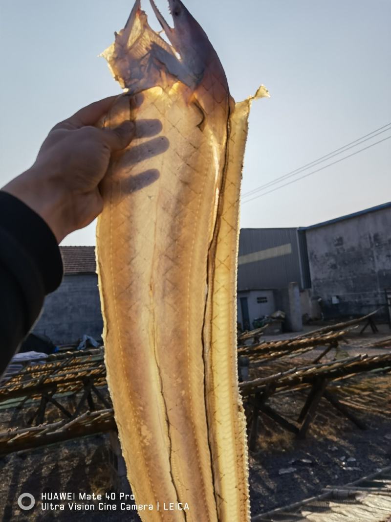 场地加工微盐鳗鱼开片鳗鱼海鳗鱼一手货源大量批发