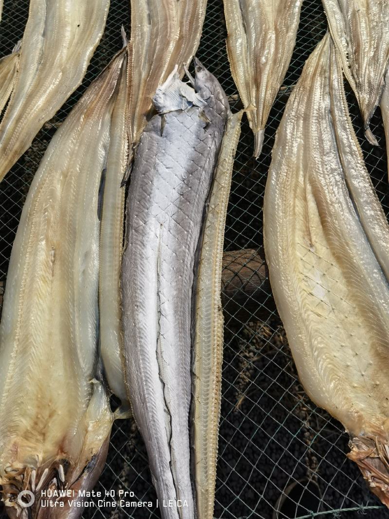 场地加工微盐鳗鱼开片鳗鱼海鳗鱼一手货源大量批发