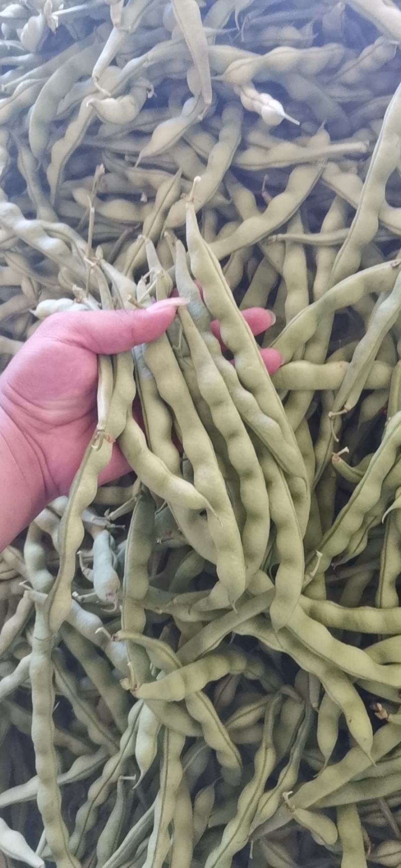 云南弥勒竹园棒豆，无筋豆大量上市中