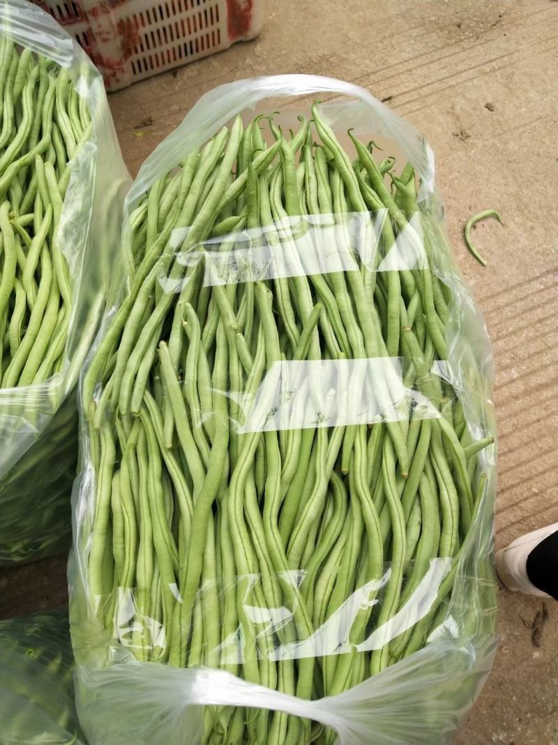 云南弥勒竹园棒豆，无筋豆大量上市中