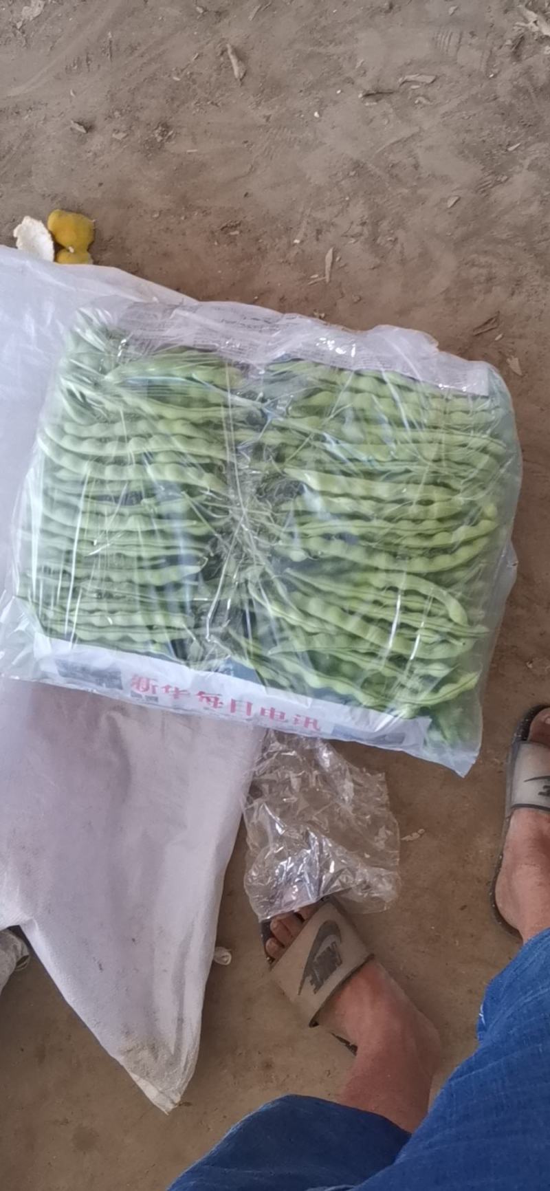 云南弥勒竹园棒豆，无筋豆大量上市中