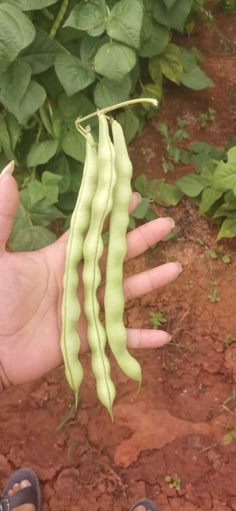 云南弥勒竹园棒豆，无筋豆大量上市中