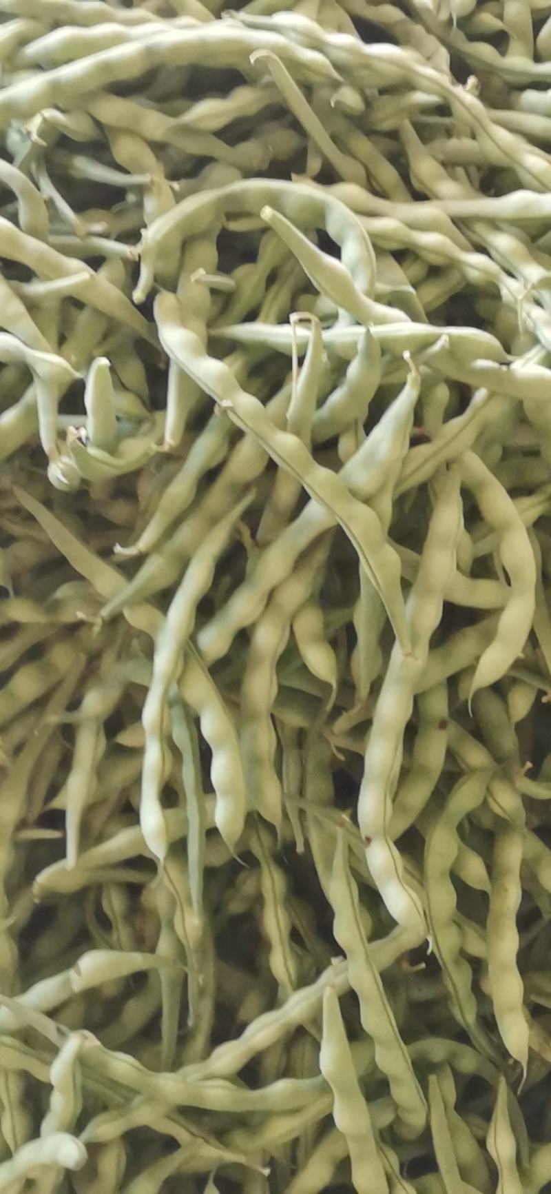 云南弥勒竹园棒豆，无筋豆大量上市中