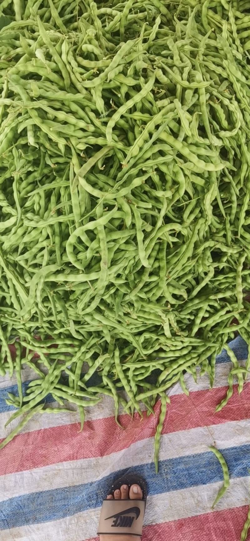 云南弥勒竹园棒豆，无筋豆大量上市中