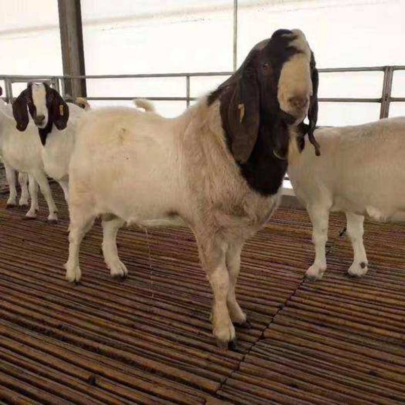 波尔山羊纯种小羊小羊羔活羊纯种波尔山羊种公羊怀孕母羊