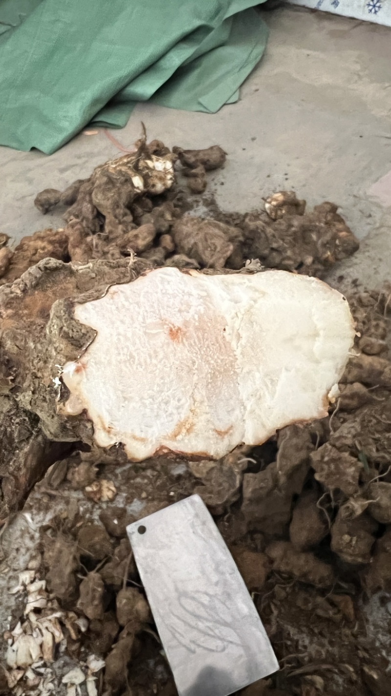 土茯苓鲜货广西野生新鲜土茯苓白色变色肉