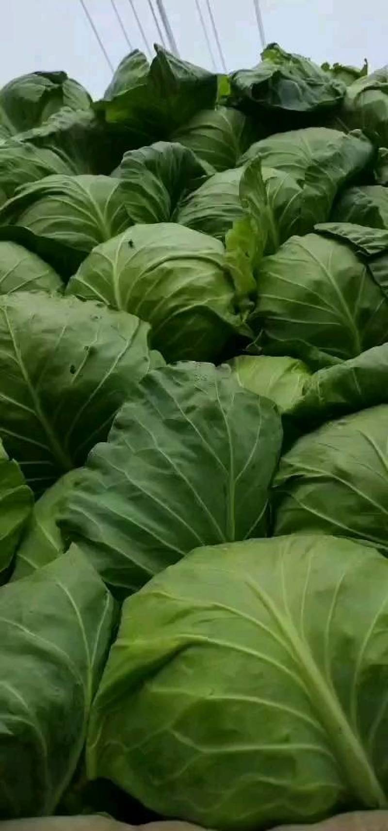 精品甘蓝质量保证全国代发可线上交易合作共赢