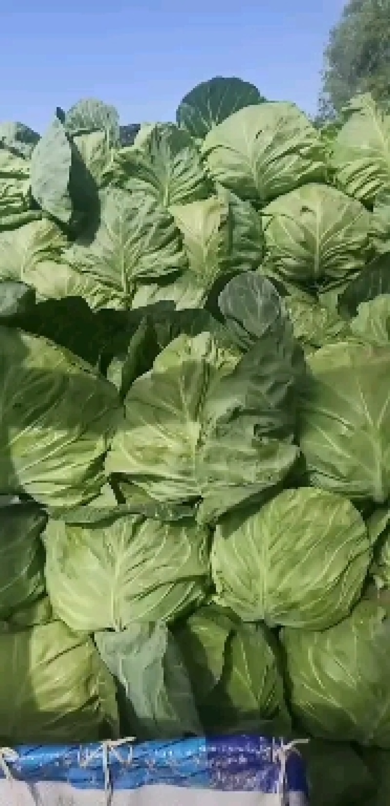 精品甘蓝质量保证全国代发可线上交易合作共赢