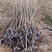 枫杨基地批发枫杨3公分-25公分优质枫杨树