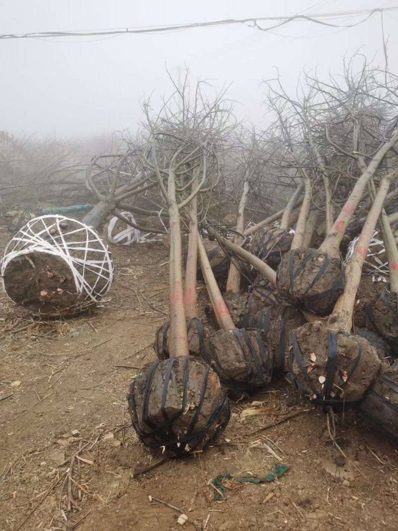 枫杨基地批发枫杨3公分-25公分优质枫杨树