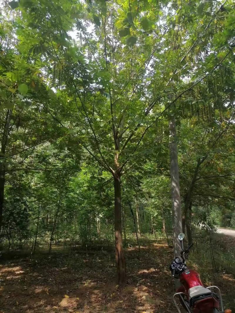 枫杨基地批发枫杨3公分-25公分优质枫杨树