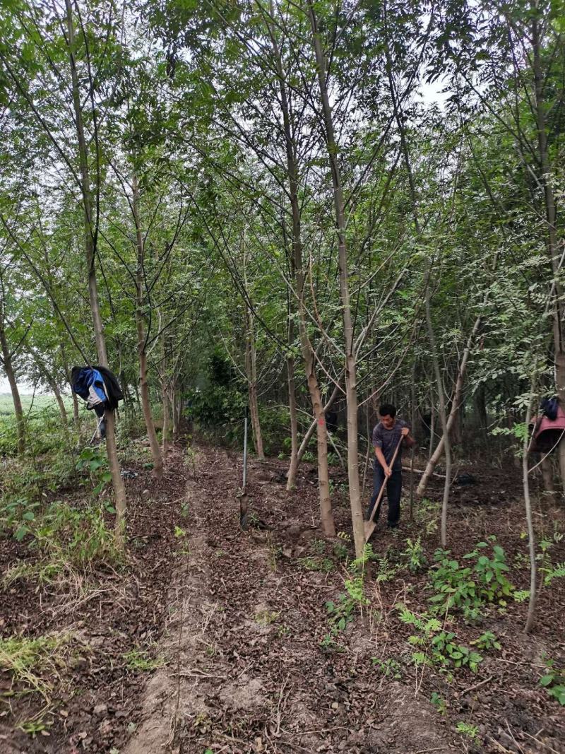 枫杨基地批发枫杨3公分-25公分优质枫杨树