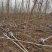 枫杨基地批发枫杨3公分-25公分优质枫杨树