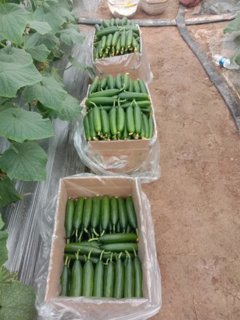 水果黄瓜，小黄瓜，青瓜，电商，商超，市场，代收代发