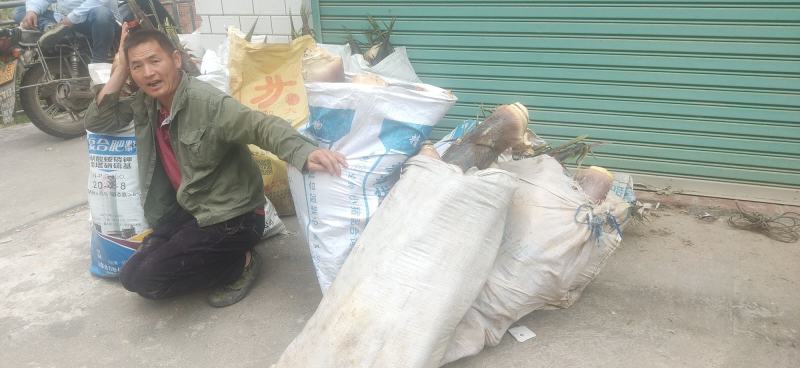 春笋新鲜春笋原材料供应速冻笋丝笋片笋丁现货批发