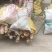 春笋新鲜春笋原材料供应速冻笋丝笋片笋丁现货批发