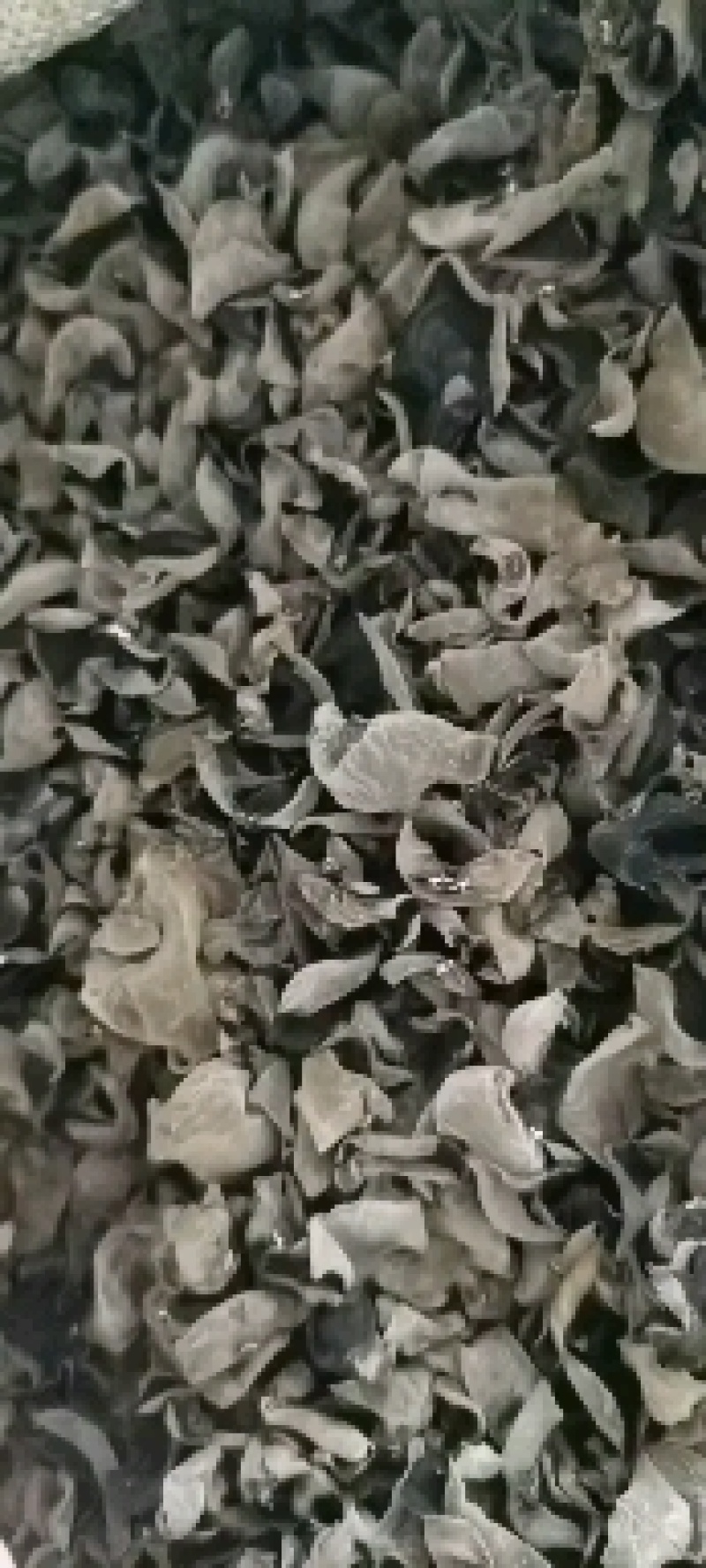 东北