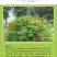 羽叶茑萝种子，庭院爬藤植物五角星花盆栽阳台四季易种活种子