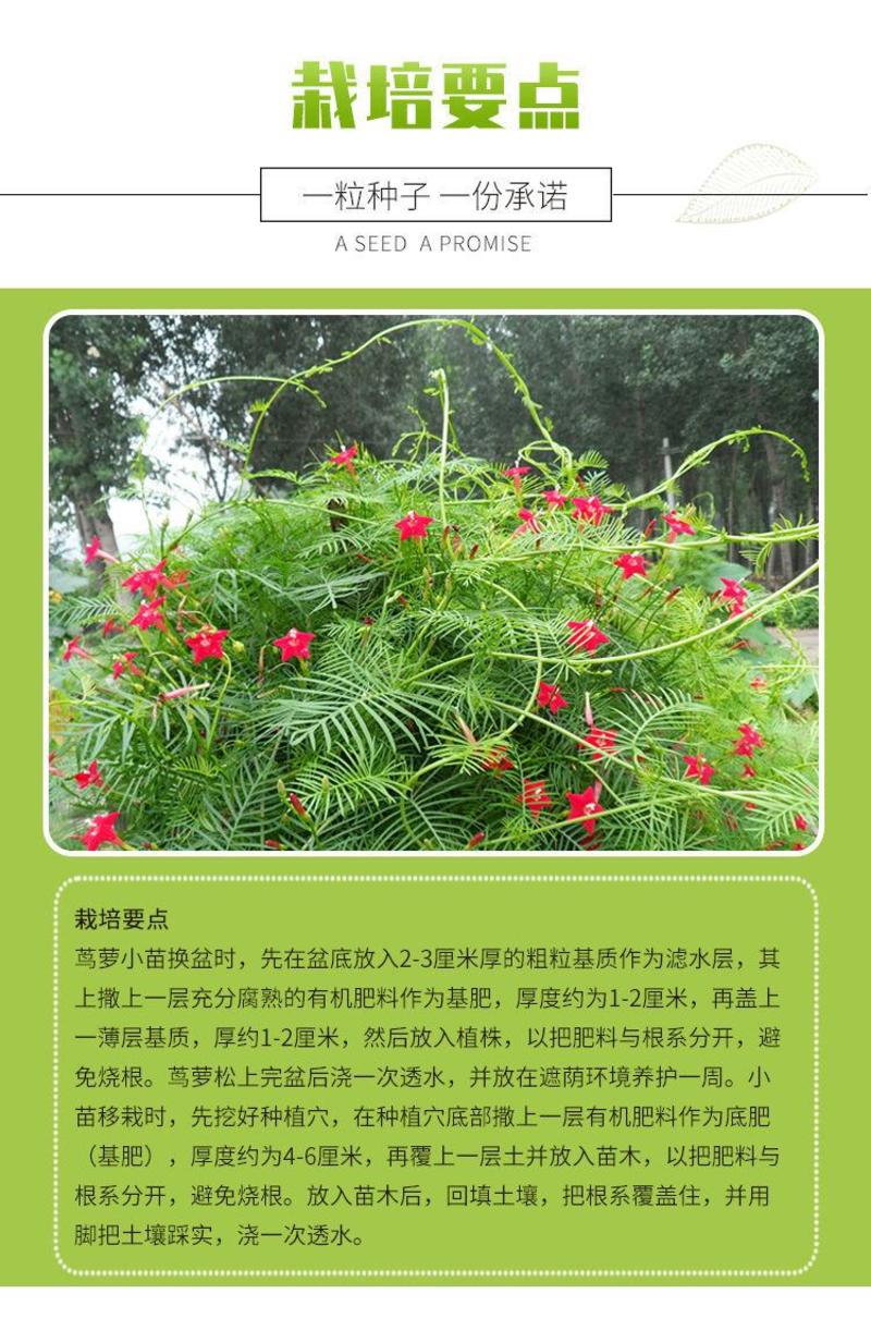 羽叶茑萝种子，庭院爬藤植物五角星花盆栽阳台四季易种活种子