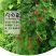 羽叶茑萝种子，庭院爬藤植物五角星花盆栽阳台四季易种活种子