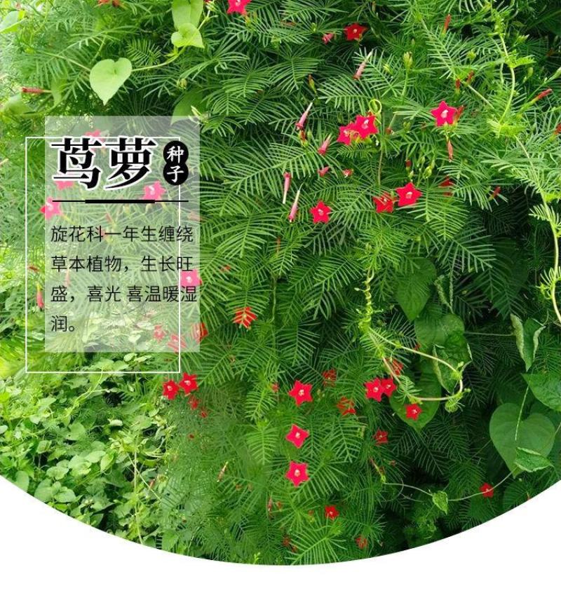 羽叶茑萝种子，庭院爬藤植物五角星花盆栽阳台四季易种活种子