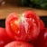 硬粉西红柿🍅精品优质番茄保证质量货源充足提供各种包
