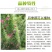 羽叶茑萝种子，庭院爬藤植物五角星花盆栽阳台四季易种活种子