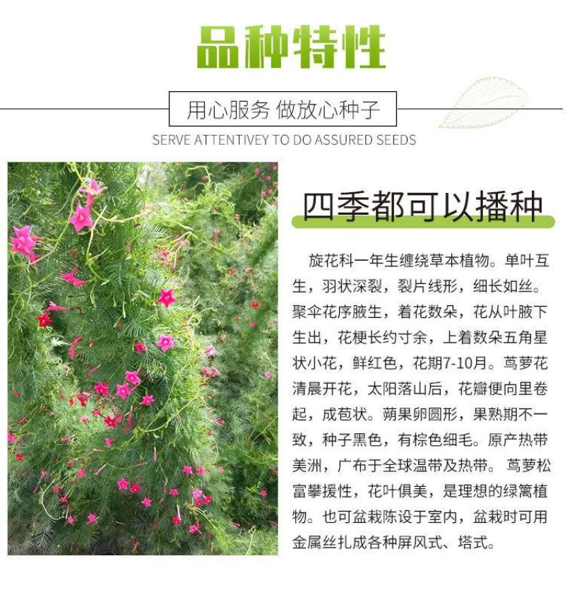 羽叶茑萝种子，庭院爬藤植物五角星花盆栽阳台四季易种活种子