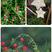 羽叶茑萝种子，庭院爬藤植物五角星花盆栽阳台四季易种活种子