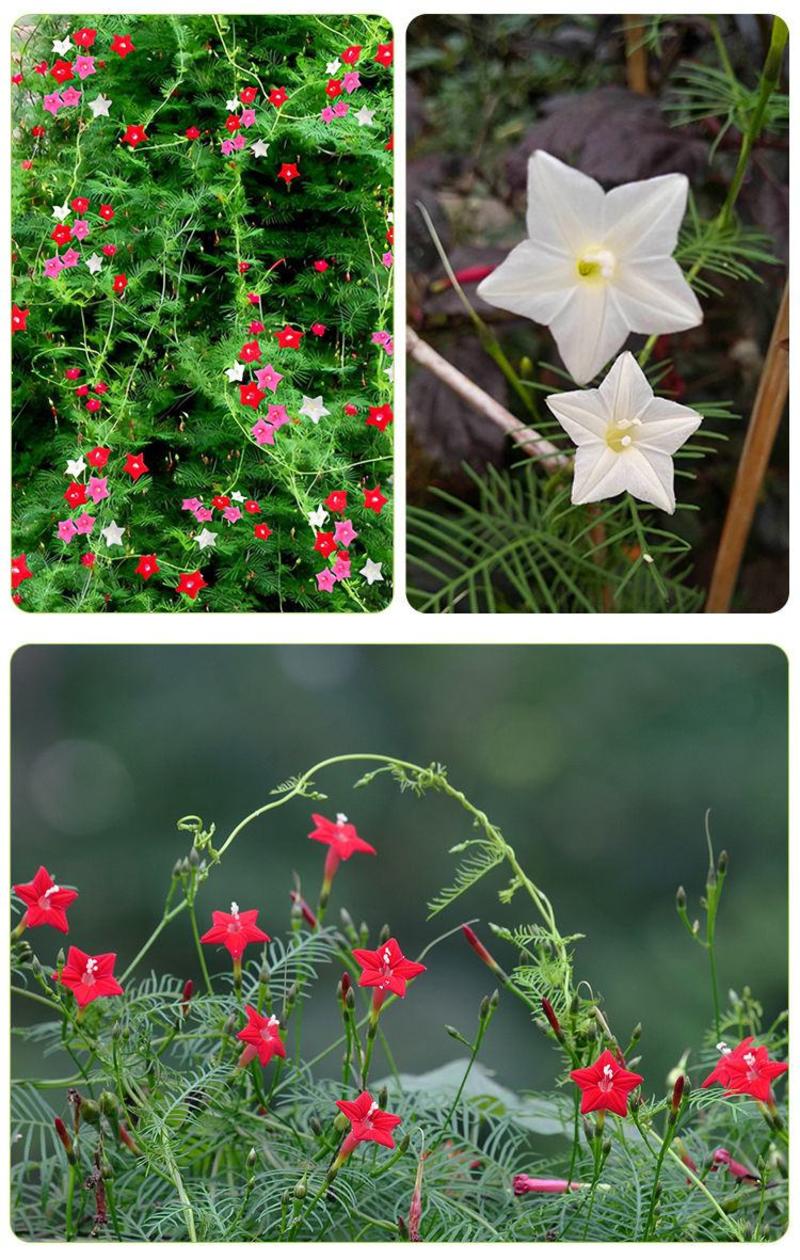 羽叶茑萝种子，庭院爬藤植物五角星花盆栽阳台四季易种活种子