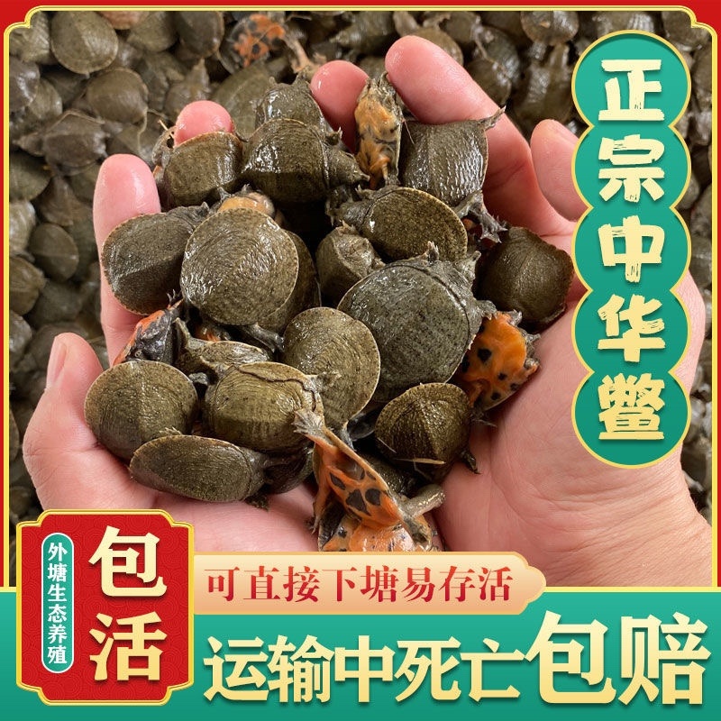 小甲鱼苗活体外塘养殖中华鳖苗团鱼王八宠物水鱼苗活体