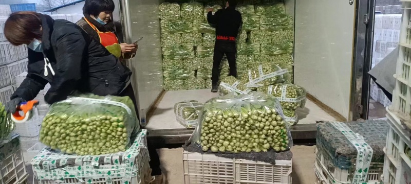 白菜商丘小白菜保证新鲜一手货源可视频看货品质保证