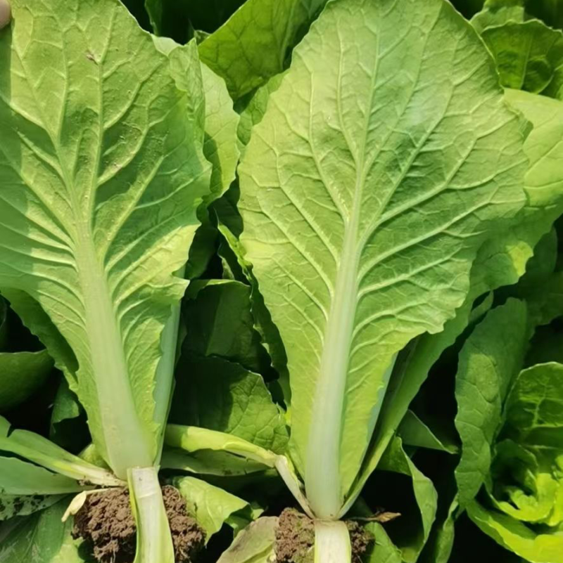 【诚信商家】白菜小白菜常年供应电商市场商超品质保证