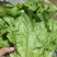 叶菜油麦大利上海青，黄白包介春菜娃娃菜