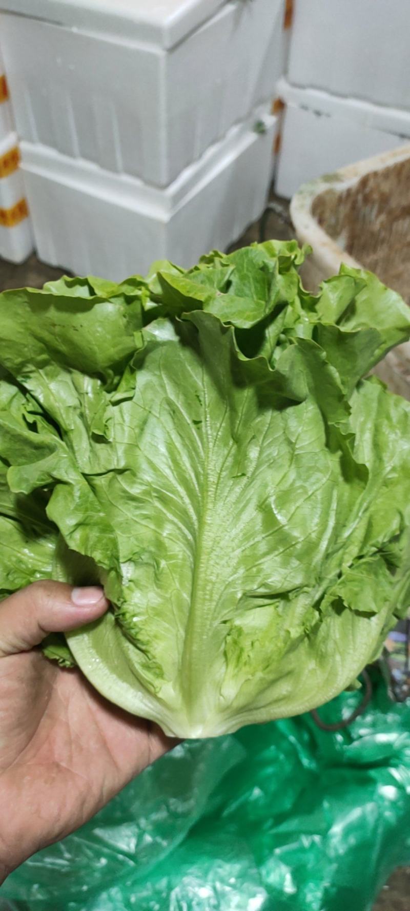 叶菜油麦大利上海青，黄白包介春菜娃娃菜