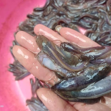 三黄塘虱鱼苗，本地塘鲺鱼苗，杂交塘鲺鱼苗