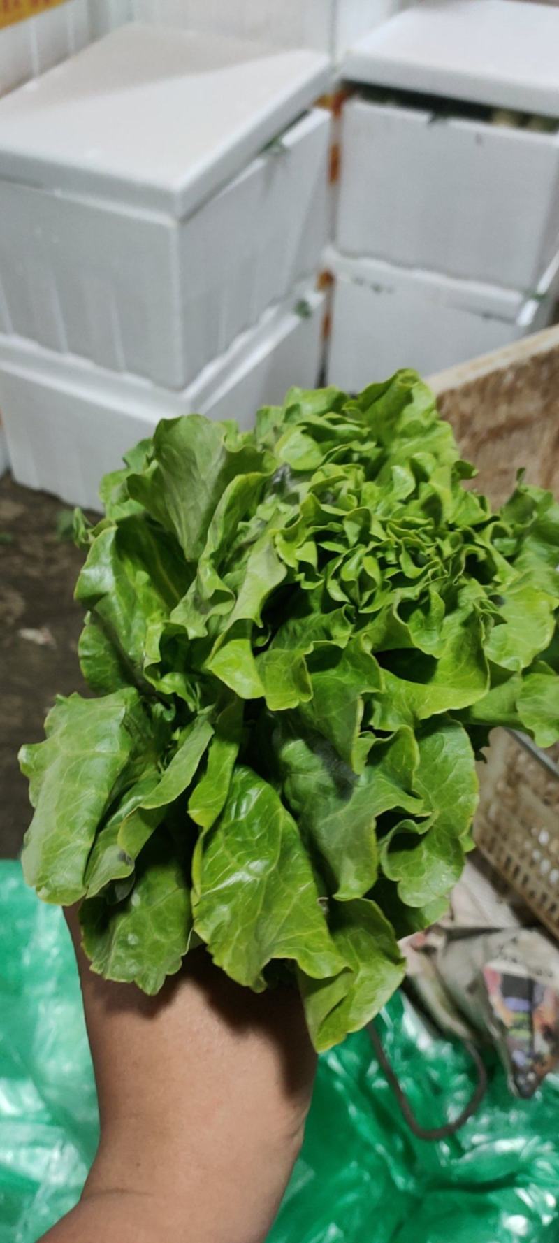 叶菜油麦大利上海青，黄白包介春菜娃娃菜