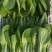 【诚信商家】白菜小白菜常年供应电商市场商超品质保证