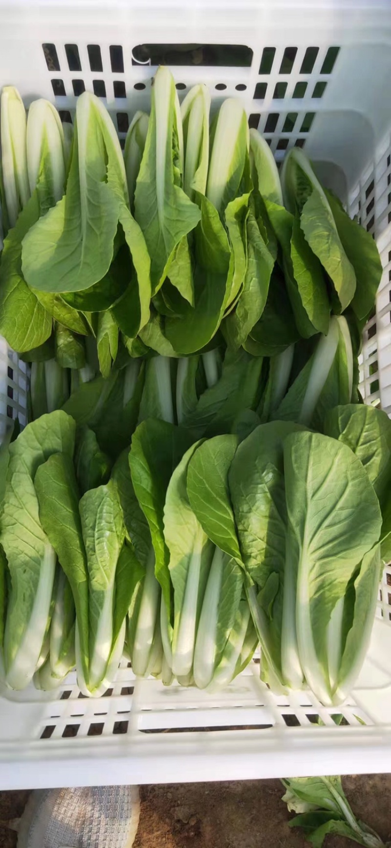 【诚信商家】白菜小白菜常年供应电商市场商超品质保证
