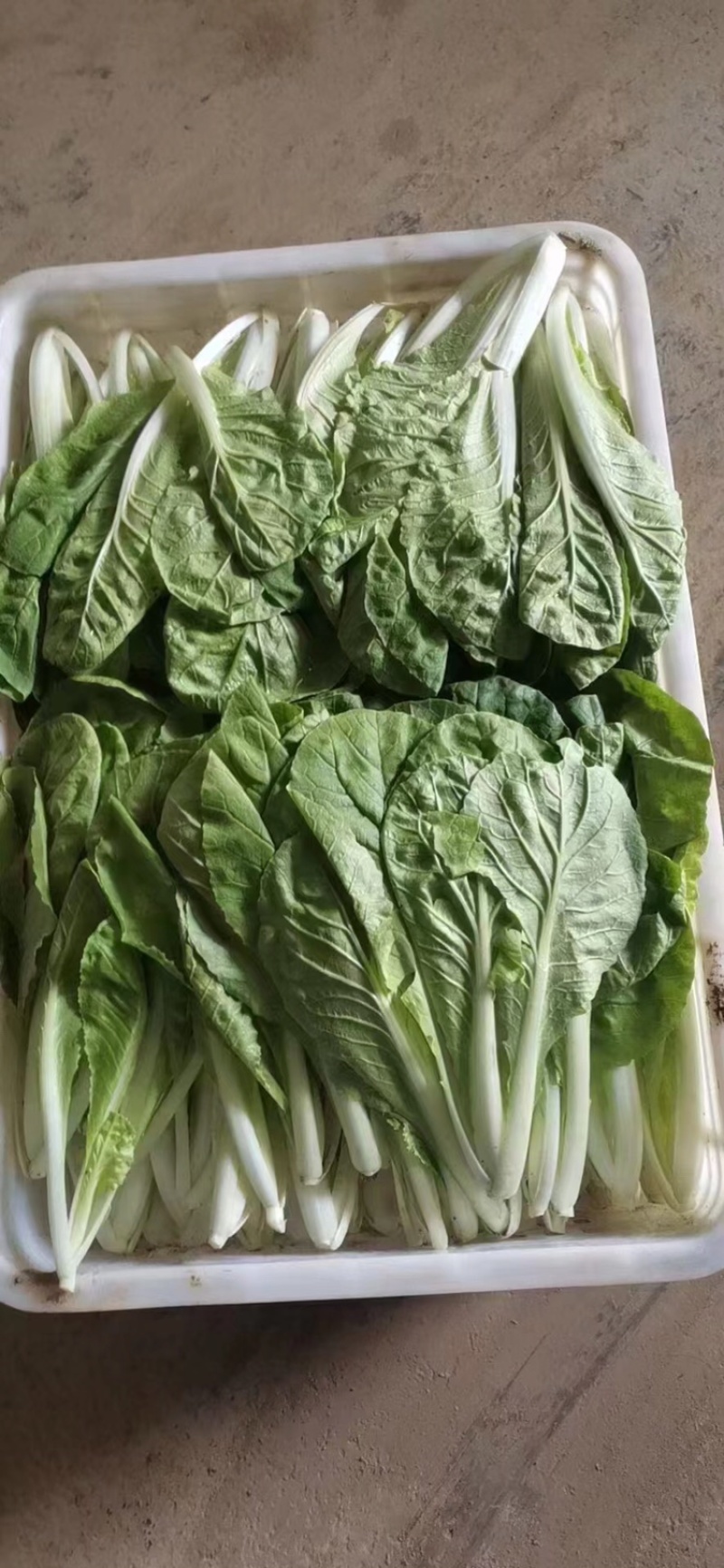 【诚信商家】白菜小白菜常年供应电商市场商超品质保证