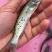 叉尾鮰鱼苗叉尾鱼苗，斑点叉尾鱼苗，抗病力强