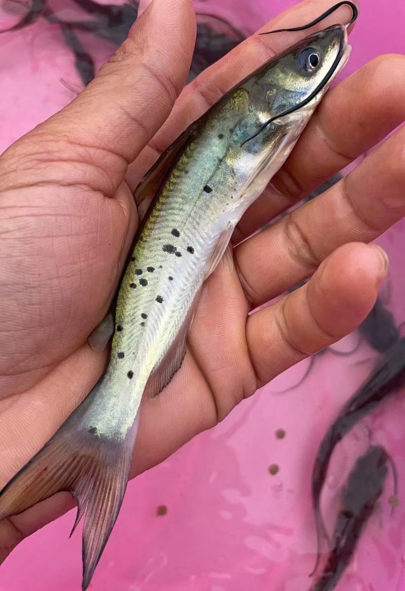 叉尾鮰鱼苗叉尾鱼苗，斑点叉尾鱼苗，抗病力强