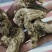 白芨，紫花三叉白芨。基地直供，对接全国需要老板尽管来电，