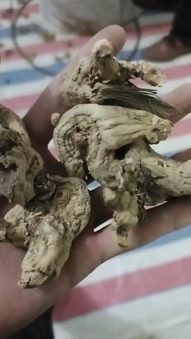 白芨，紫花三叉白芨。基地直供，对接全国需要老板尽管来电，