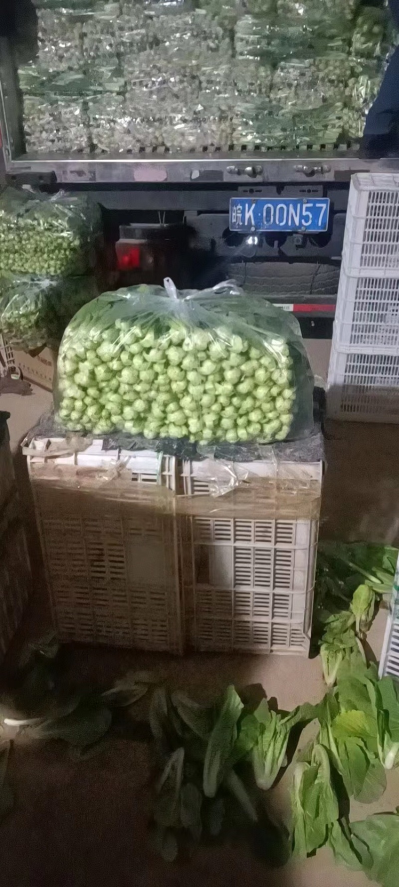 【优质】白菜精品小白菜高质量奶油小白菜万亩基地直供