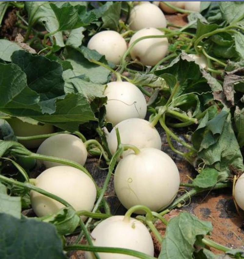 红金蜜甜瓜脆梨甜瓜东方蜜甜瓜玉菇甜瓜甜红玉甜瓜