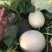 红金蜜甜瓜脆梨甜瓜东方蜜甜瓜玉菇甜瓜甜红玉甜瓜