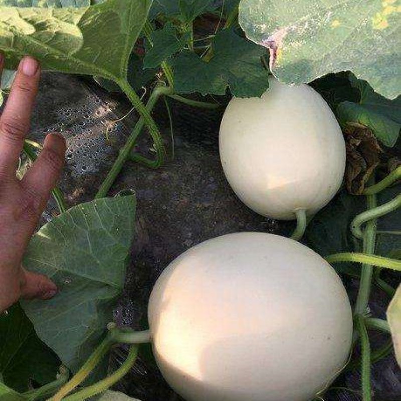 红金蜜甜瓜脆梨甜瓜东方蜜甜瓜玉菇甜瓜甜红玉甜瓜
