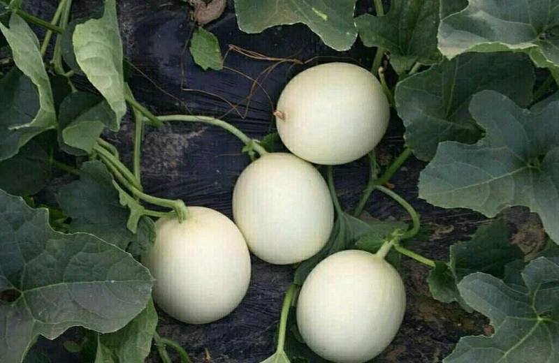 红金蜜甜瓜脆梨甜瓜东方蜜甜瓜玉菇甜瓜甜红玉甜瓜