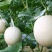 红金蜜甜瓜脆梨甜瓜东方蜜甜瓜玉菇甜瓜甜红玉甜瓜